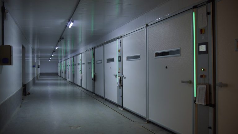 evolução incubatório